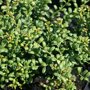 Ilex crenata 'Convexa'